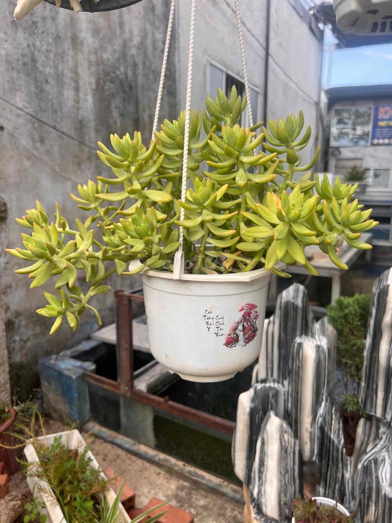Sen đá Kem bơ. Mua bán Cây cảnh, đồ trang trí tại Thành phố Nha Trang Khánh Hòa được đăng bởi Vi hình 1