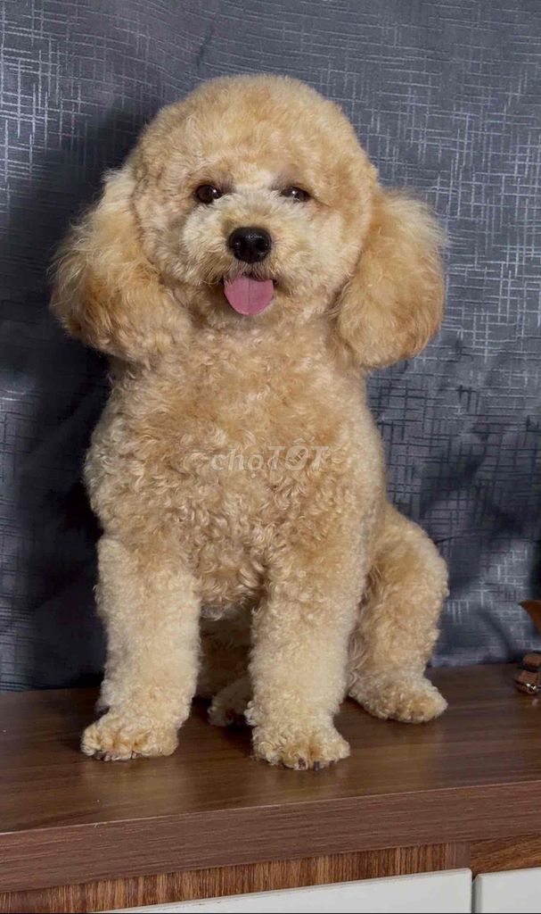 Chó Poodle. Mua bán Chó tại Huyện Thanh Trì Hà Nội được đăng bởi Phương Thảo hình 1