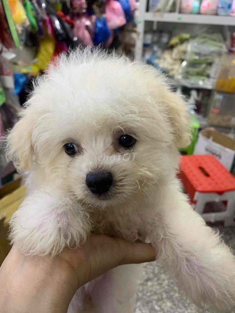 Chó Poodle lai nhật lùn giá rẻ