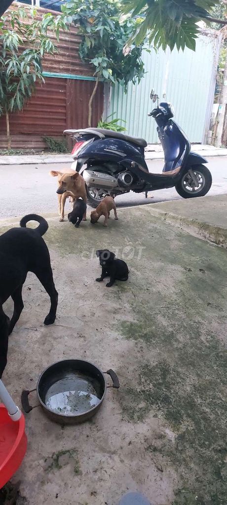 Chó ta Đực, Cái Đen, Nâu. Mua bán Chó tại Huyện Nhà Bè Tp Hồ Chí Minh được đăng bởi Nguyễn văn tư hình 1