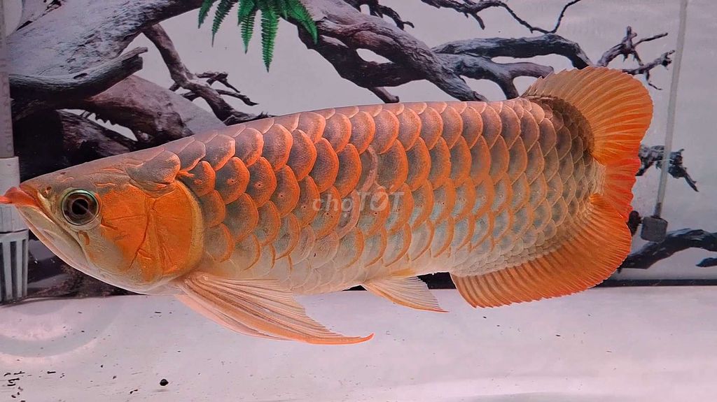 Cá Rồng Huyết Long 50cm. Mua bán Thú cưng khác tại Quận Bình Thạnh Tp Hồ Chí Minh được đăng bởi tuấn  hình 1