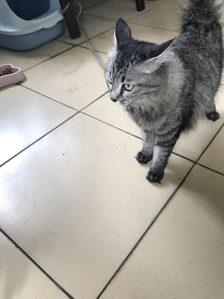 Mèo Maine Coon cái 3 năm tuổi. Mua bán Mèo tại Huyện Gia Lâm Hà Nội được đăng bởi Hoa Nguyễn hình 1