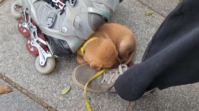 Chó Labrador F1 2 tháng