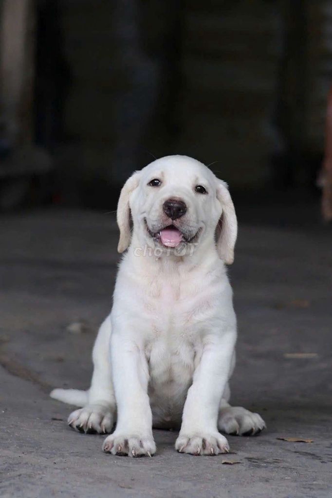 Chó Labrador Trắng Cả hai. Mua bán Chó tại Huyện Hóc Môn Tp Hồ Chí Minh được đăng bởi Chuông Gió hình 1