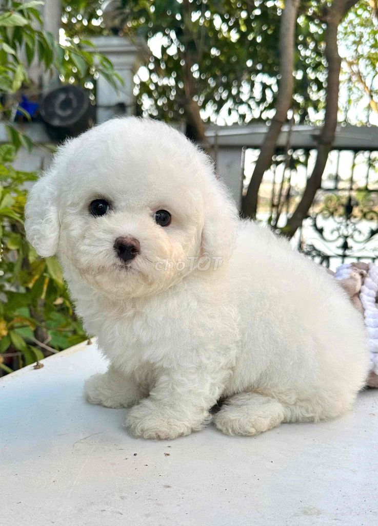 Bán chó poodle ở shop 130 đường 2/9 đà nẵng. Mua bán Chó tại Quận Hải Châu Đà Nẵng được đăng bởi Chó Cảnh Đà Nẵng 130 đường 2 9  hình 1