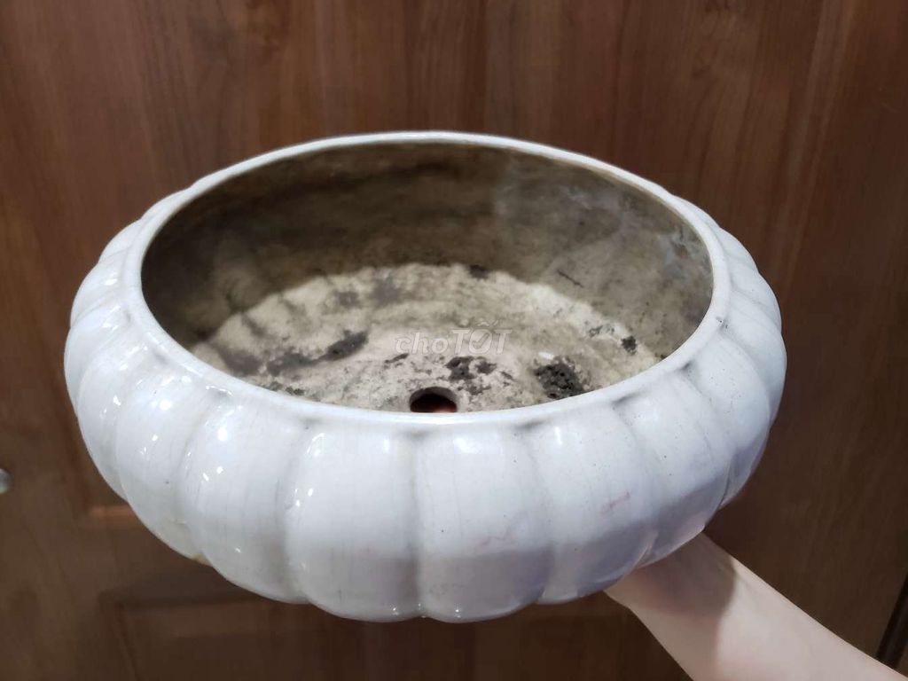 Chậu cảnh Sứ Trắng Dễ thương 24cm. Mua bán Cây cảnh, đồ trang trí tại Quận 7 Tp Hồ Chí Minh được đăng bởi Trân hình 1