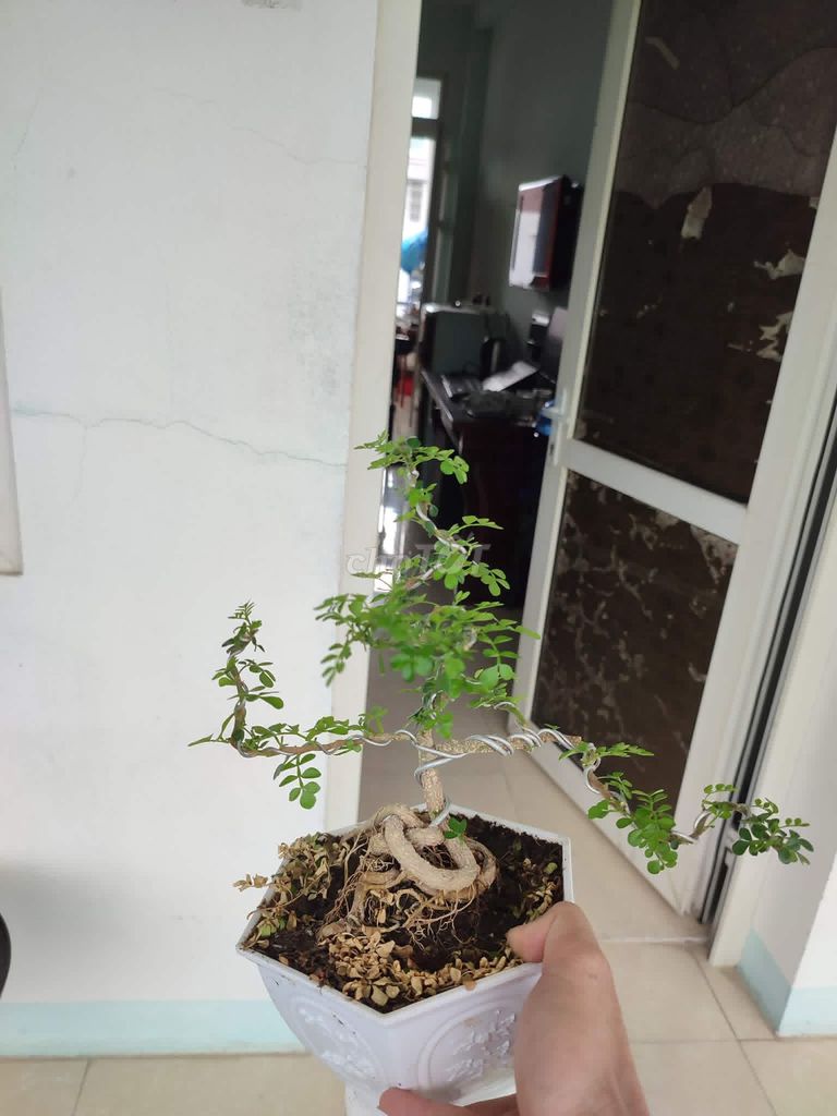 Cây cảnh bonsai Cần thăng(giá cả thương lượng). Mua bán Cây cảnh, đồ trang trí tại Quận Hải Châu Đà Nẵng được đăng bởi Lê thái thọ  hình 1