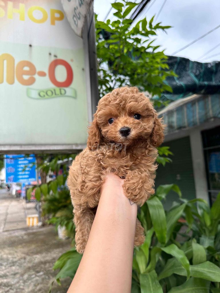 Chó Poodle Nâu đỏ Đực Cái Tiêm 1 mũi Vaccin. Mua bán Chó tại Thành phố Biên Hòa Đồng Nai được đăng bởi Bingu Petshop  hình 1