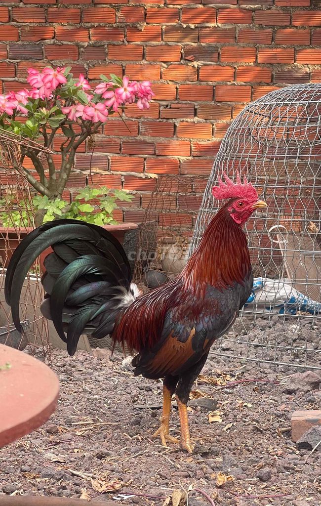 Gà Điều 1.2kg. Mua bán Gà tại Huyện Thống Nhất Đồng Nai được đăng bởi Đại KT hình 1