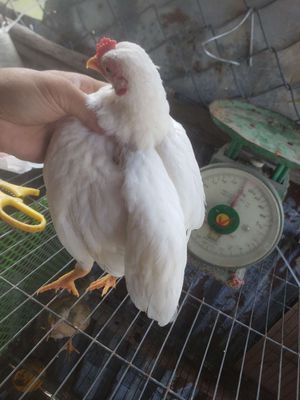 Gà tre bắc cọc nhạn gà 4 tháng hơn
