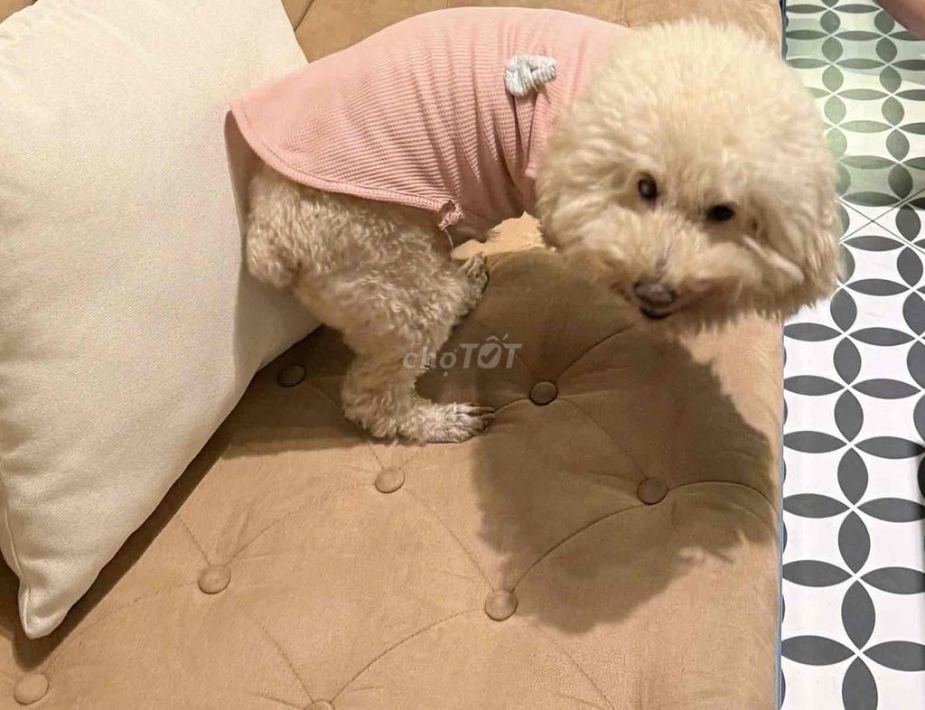 Chó Poodle Nâu đỏ Cả hai. Mua bán Chó tại Quận 12 Tp Hồ Chí Minh được đăng bởi Cindy Pham hình 1