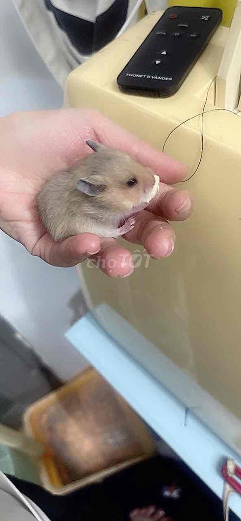 Hamster Bear Nhỏ nhắn Khỏe mạnh. Mua bán Thú cưng khác tại Huyện Bình Chánh Tp Hồ Chí Minh được đăng bởi Lê thị mỹ duyên hình 1