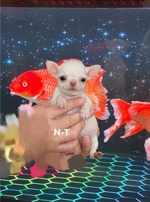 Chó Chihuahua Trắng kem