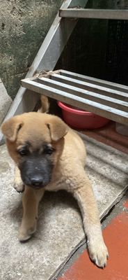Cần bán em chó Bắc Hà  siêu ngoan và đáng yêu. Mua bán Chó tại Quận Hai Bà Trưng Hà Nội được đăng bởi Linh Phương
