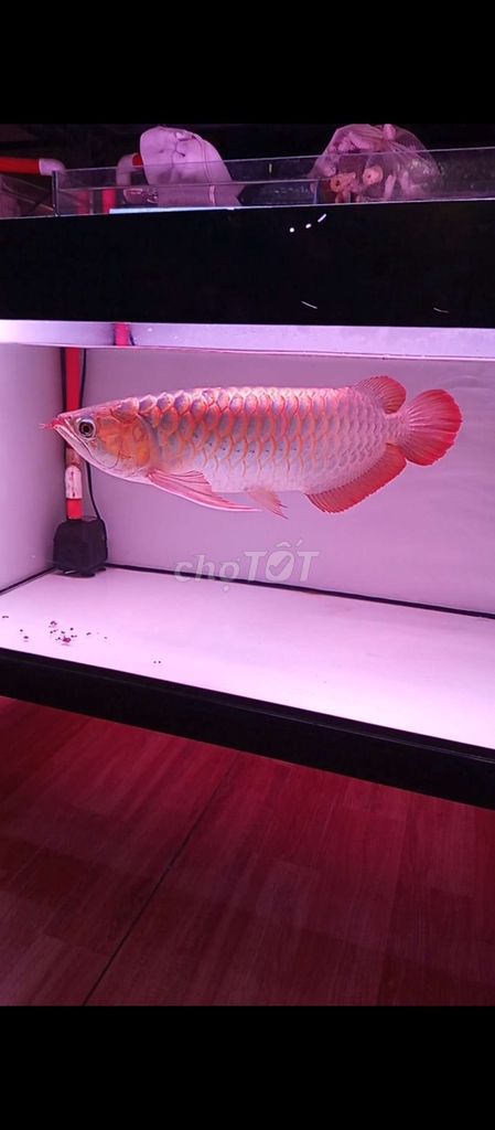 Cá Rồng Huyết Long 50-52cm Đỏ. Mua bán Thú cưng khác tại Thành phố Dĩ An Bình Dương được đăng bởi phamely hình 1