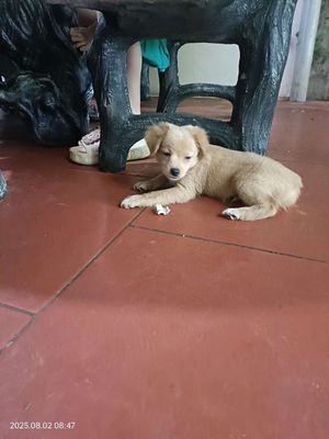 Chó Fox sóc lai poodle + màu be + 3 tháng tuổi. Mua bán Chó tại Huyện Thạch Thất Hà Nội được đăng bởi Tung Nguyen