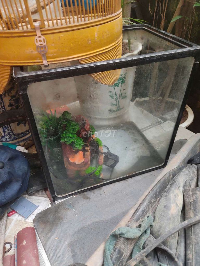 Bể cá kính trong suốt. Mua bán Phụ kiện, Thức ăn, Dịch vụ tại Quận Thanh Xuân Hà Nội được đăng bởi Tên chưa cung cấp hình 1