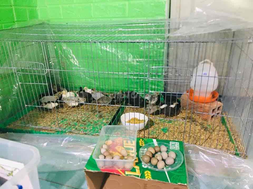 Gà Rutin 1 tháng tuổi. Mua bán Gà tại Quận Ninh Kiều Cần Thơ được đăng bởi Lê Diện hình 1