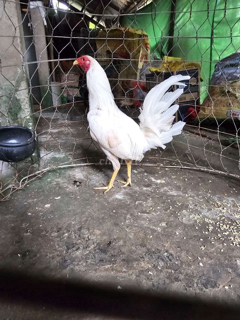 Gà Cuban Jap Đực Trắng. Mua bán Gà tại Huyện Châu Thành Sóc Trăng được đăng bởi Ông Nhà hình 1