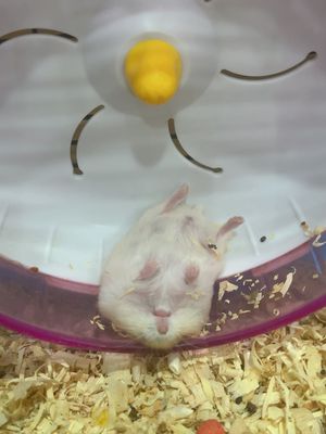 Hamster hơn tháng tuổi. Mua bán Thú cưng khác tại Quận 7 Tp Hồ Chí Minh được đăng bởi Tên chưa cung cấp