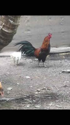 nọc việt mồng vua 2x đuôi 1 mắt đổ con tốt  3.5kg. Mua bán Gà tại Thành phố Châu Đốc An Giang được đăng bởi huyết chiến