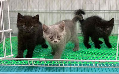 Tìm chủ cho 2 bé Mèo Anh mầu đen 2 tháng tuổi