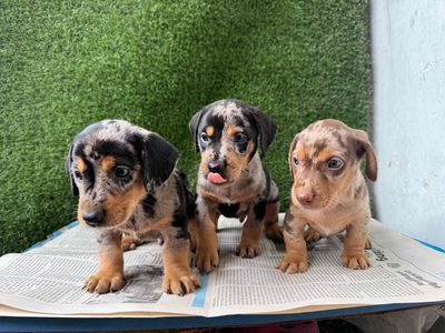 Chó lạp xưởng thuần chủng