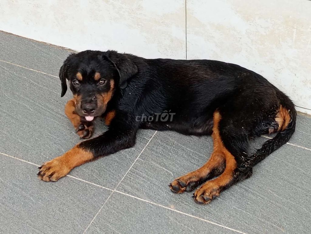 Chó Rottweiler Đức Đen vàng 7-9kg. Mua bán Chó tại Quận Cái Răng Cần Thơ được đăng bởi Nhân Rottweiler  hình 1