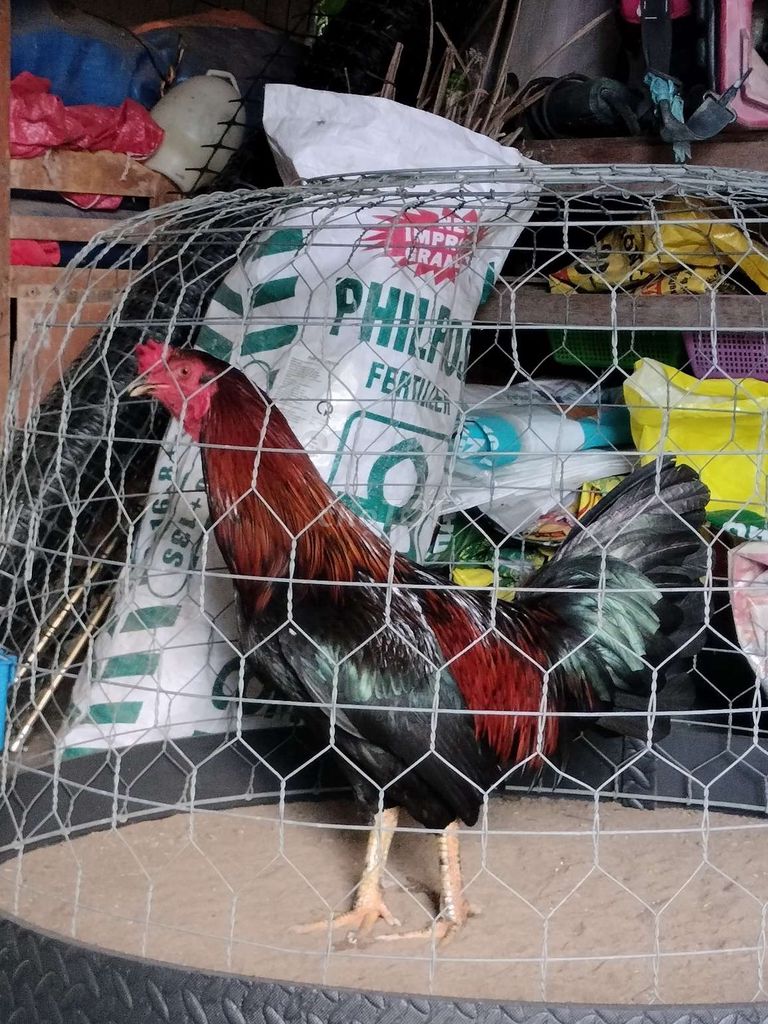 Gà tơ hơn 10 tháng, 95℅ lông, tay tốt, cán đẹp. Mua bán Gà tại Huyện Tam Bình Vĩnh Long được đăng bởi Trại gà tre Hữu Nghĩa hình 2