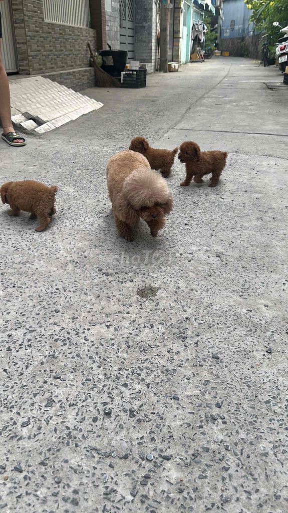 poodle tiny mix teacup