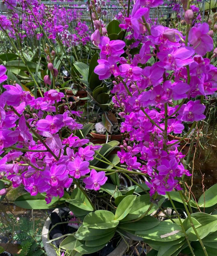 Hoa lan Dorital tím. Mua bán Cây cảnh, đồ trang trí tại Thành phố Dĩ An Bình Dương được đăng bởi Vinh Pham hình 1