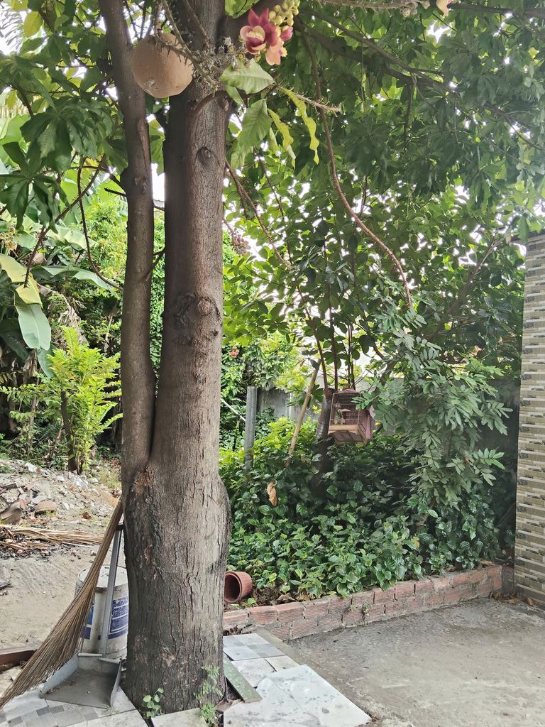 Cây cảnh Sala 16 năm. Mua bán Cây cảnh, đồ trang trí tại Thành phố Thủ Đức Tp Hồ Chí Minh được đăng bởi Thắng hình 1