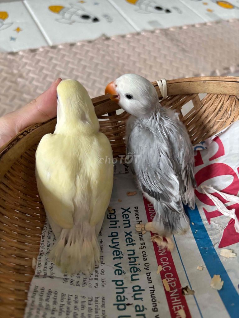 Vẹt Lovebird Vàng Xám Khỏe mạnh. Mua bán Chim tại Quận Bình Tân Tp Hồ Chí Minh được đăng bởi Hoa Duong hình 1