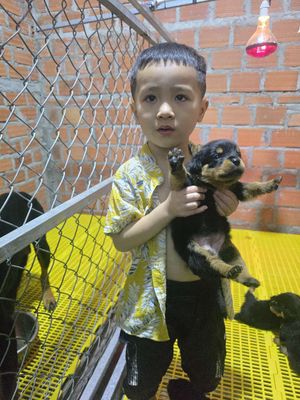 Rottweiler 2 tháng tuổi. Mua bán Chó tại Huyện Tuy Phước Bình Định được đăng bởi Trại Chó ND Trạm 10  Tuy Phước Bình Định