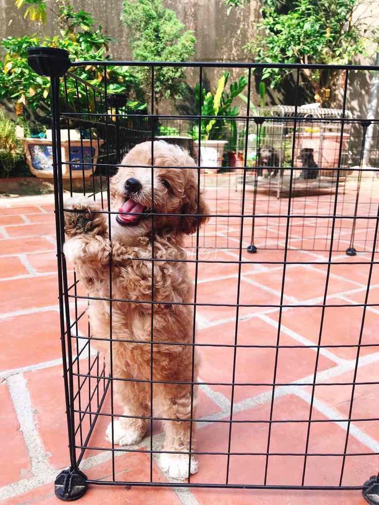 Chó Poodle Nâu nhạt 6 tháng. Mua bán Chó tại Thành phố Bắc Ninh Bắc Ninh được đăng bởi Nam đặng đình hình 1