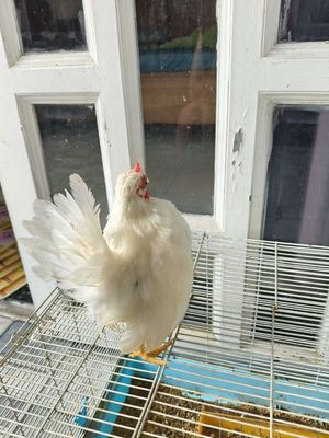 Gà Serema Trắng gần 2 tháng