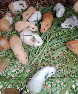 Bọ ú Cali Ame Teddy Đực Cái