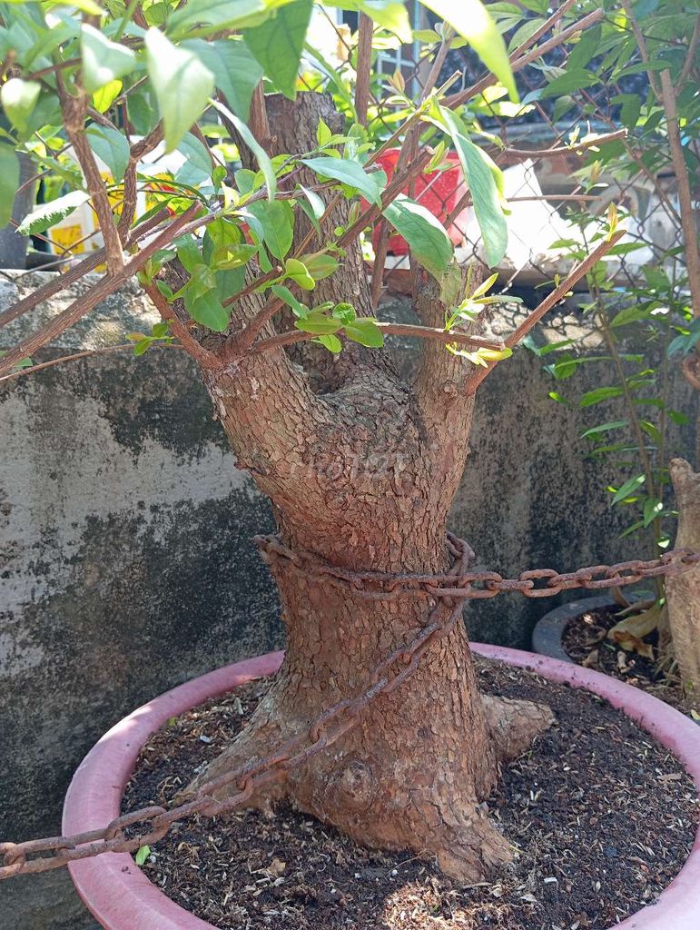 Bạch mai cổ thụ . Mua bán Cây cảnh, đồ trang trí tại Huyện Nhơn Trạch Đồng Nai được đăng bởi Trung hình 1
