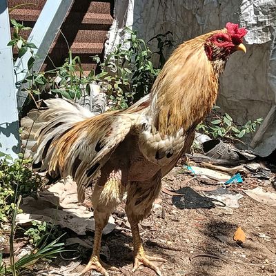 Chán nản con ghệ bán nhanh con gà danh. Mua bán Gà tại Quận 3 Tp Hồ Chí Minh được đăng bởi Duy