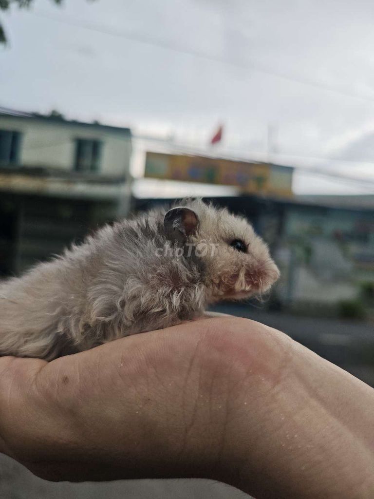 Chuột Hamster nhiều màu. Mua bán Thú cưng khác tại Quận Bình Tân Tp Hồ Chí Minh được đăng bởi Kuma hình 1