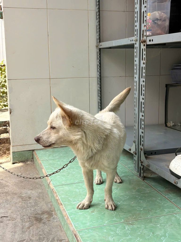 Chó đực 5kg màu trắng. Mua bán Chó tại Huyện An Phú An Giang được đăng bởi Nguyễn Hùng hình 1
