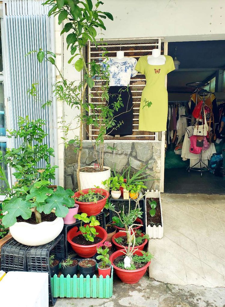 CÂY LỰU VÀ CHẬU TRẮNG . Mua bán Cây cảnh, đồ trang trí tại Quận Bình Tân Tp Hồ Chí Minh được đăng bởi AnNhiênRẻĐẹpĐồ hình 1