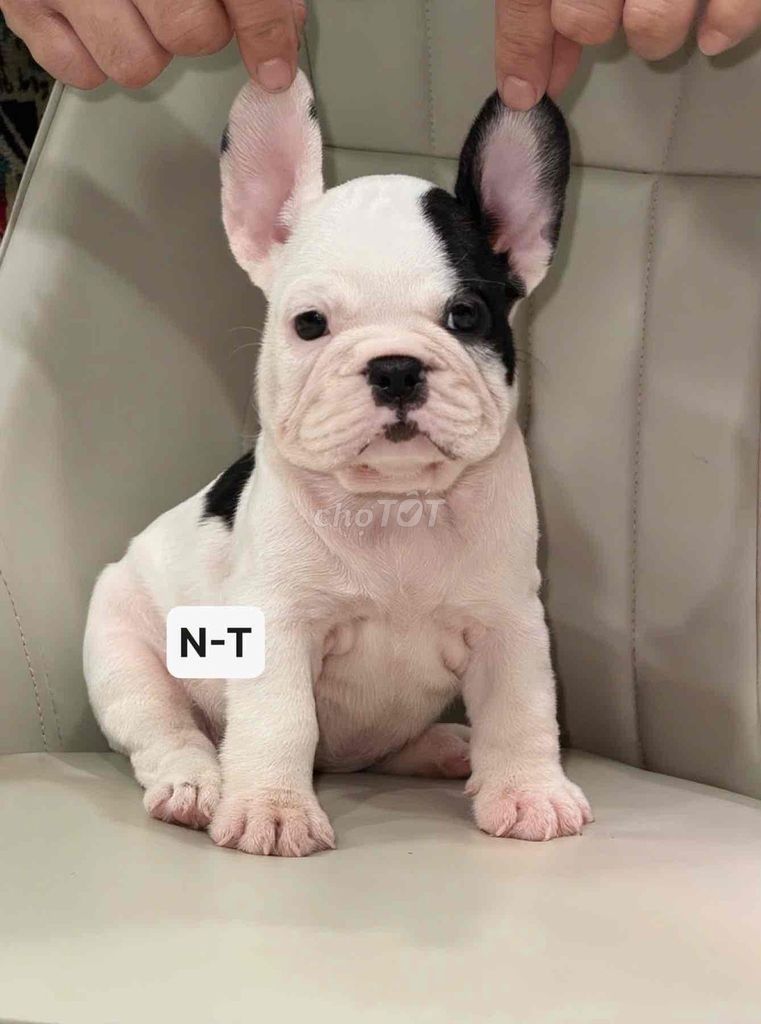 Chó Bull Pháp bò sữa. Mua bán Chó tại Quận Bình Tân Tp Hồ Chí Minh được đăng bởi Trang  hình 1