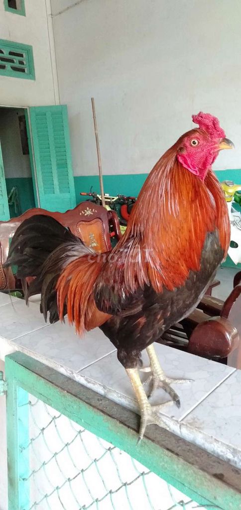 Xanh 2,7 kg tơ zin tay cục mau chơi. Mua bán Gà tại Huyện Phong Điền Cần Thơ được đăng bởi Ký cần Thơ  hình 1