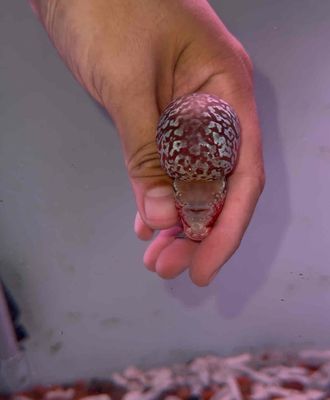 Cá la hán đầu to | Châu sáng, dày to. Mua bán Thú cưng khác tại Quận Bình Tân Tp Hồ Chí Minh được đăng bởi Nhân