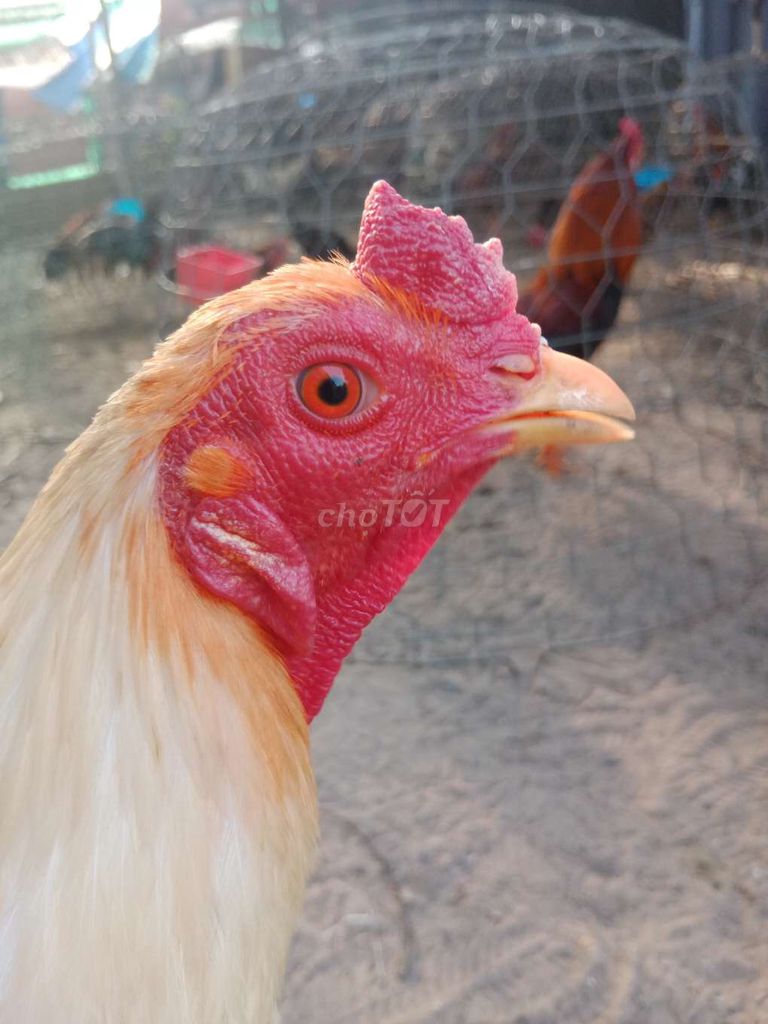 úa 2kg3 chơi liền. Mua bán Gà tại Huyện Củ Chi Tp Hồ Chí Minh được đăng bởi TiếnPhong hình 1