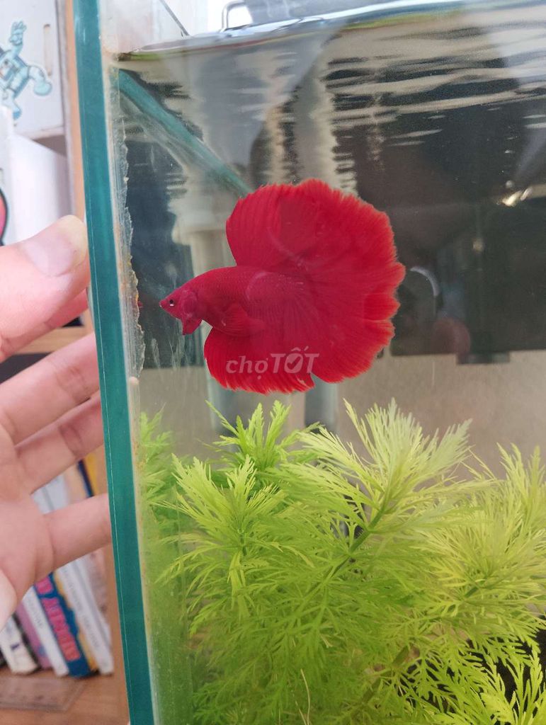 Betta holfmoon full đỏ. Mua bán Thú cưng khác tại Quận Hoàng Mai Hà Nội được đăng bởi Nguyễn Trung Thành hình 1