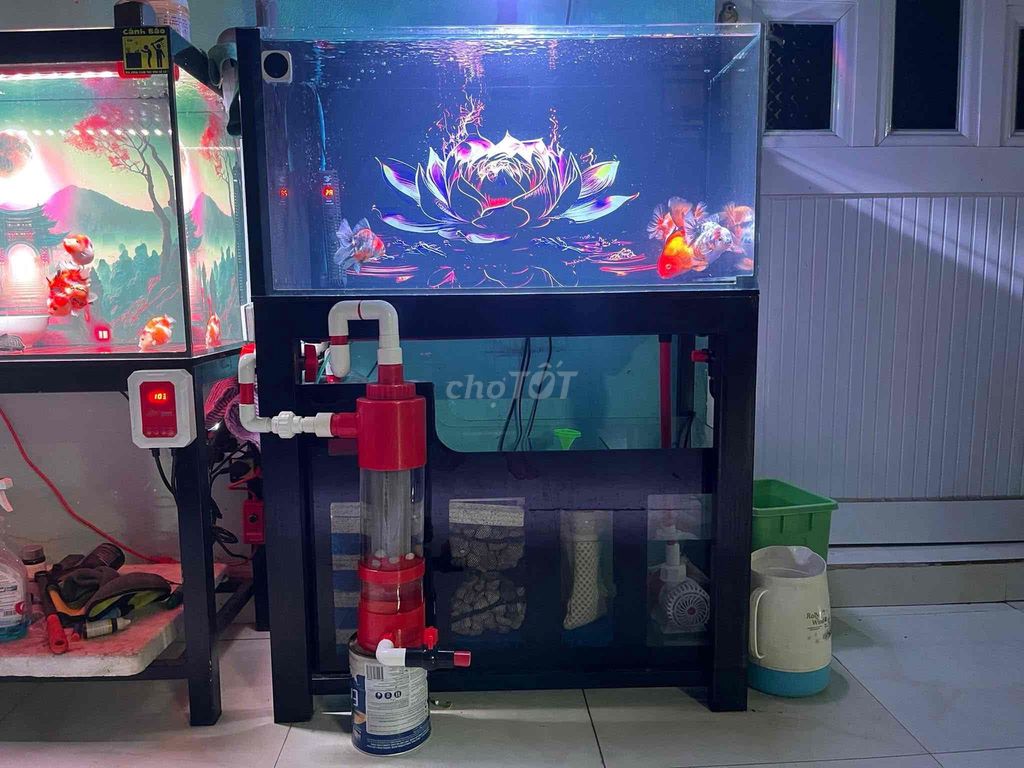 Hồ cá 80x40x50 cm kính 8 ly. Mua bán Phụ kiện, Thức ăn, Dịch vụ tại Huyện Củ Chi Tp Hồ Chí Minh được đăng bởi Nguyễn Hoàng Phi hình 1