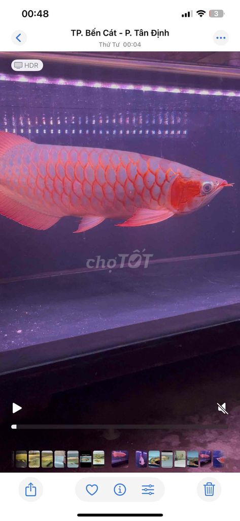 Cá Rồng Huyết Long Đỏ 55-57 cm. Mua bán Thú cưng khác tại Thị xã Bến Cát Bình Dương được đăng bởi DANG VAN SANG hình 1