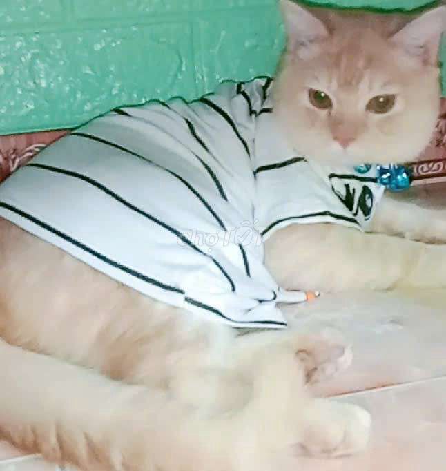 Mèo Anh lông vàng đực 5 tháng. Mua bán Mèo tại Quận Tân Bình Tp Hồ Chí Minh được đăng bởi Nguyễn Tùng Linh hình 1